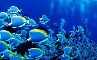 Saltwater Fish Powder Blue Tang Wallpaper