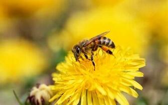 HD Wallpaper Desktop Insects