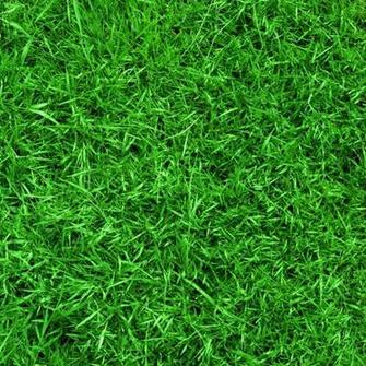 Bright Green Grass Material Textures Thumb01 Picnik
