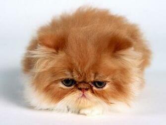 Little Cat Wallpaper Fun Animals Wiki Cats