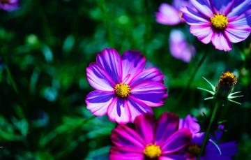 Wallpaper Greens Summer Space Flowers Background Glade