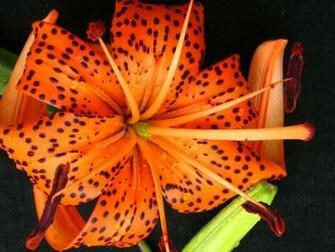 Tiger Lily Wallpaper