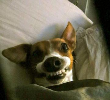 Funny Dog Faces Cute Wallpaper