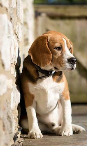 Beagle Wallpaper Screenshot
