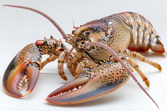 Illustration Of Fullbody Photograph A Spiny Lobster Isolated On Wallpaper