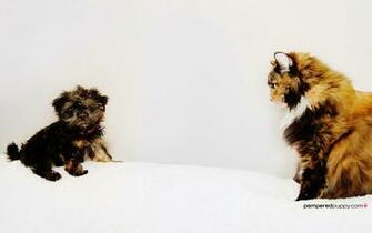 Shih Tzu Puppy Wallpaper