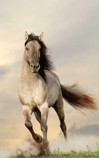 Horses Live Wallpaper Android Apps On Google Play