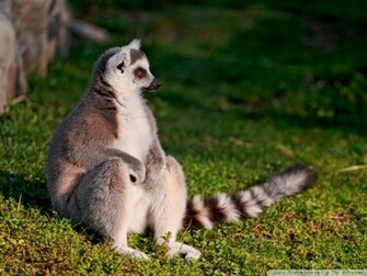 Wallpaper Lemur HD Pictures
