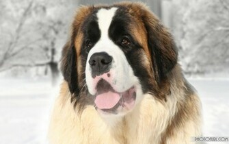 HD Dog Wallpaper