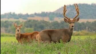 Mule Deer Wallpaper
