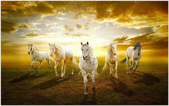 Beautiful Horses In Sunset HD Wallpaper