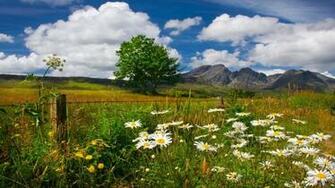 Summer In Mountains Wallpaper