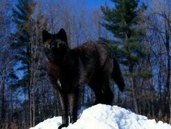 Black Wolf Wallpaper