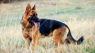 German Shepherd Dog Wallpaper HD