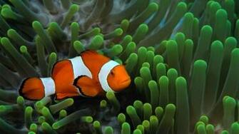 Fish Aka Nemo Wallpaper And Set The HD Wide Retina Or 4k