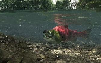 Salmon Wallpaper