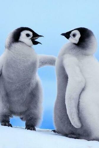 Cute Funny iPhone Wallpaper Animal