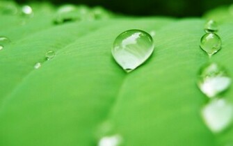 Water Drop Wallpaper