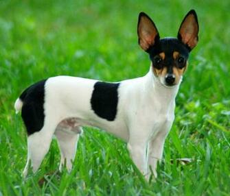 Best Photo Fox Terrier HD Wallpaper Funny