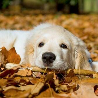Golden Retriever Background