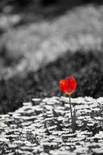 Dreamtime Mnstera Image HD Wallpaper And Background