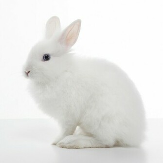Joey Bonifacio White Rabbit Isolated On Background