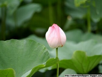 Lotus Flower Desktop Wallpaper Pc
