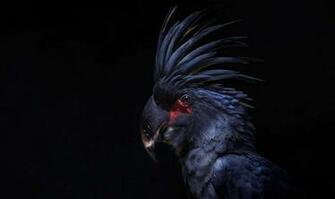 Cockatoo Modern 4k Ultra HD Wallpaper Bsnscb