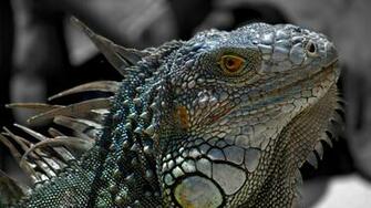 Green Iguana HD Lizard Wallpaper