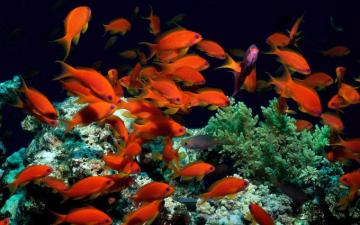 Fish Pictures Ocean Wallpaper Chapter HD Animal