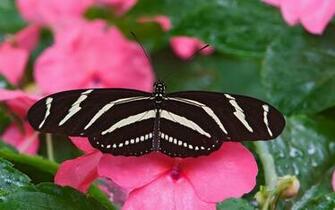 Pink Butterfly Wallpaper Flower