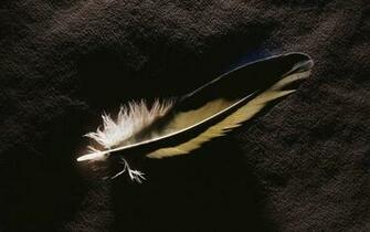 Feather Wallpaper Pelauts