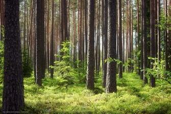 Wallpaper Trees Forest Tree Desktop In The
