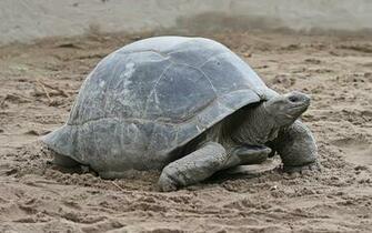 Favorite Tortoise Photos G Sfdcy