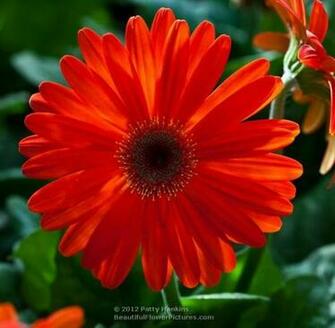 Gerbera Daisy Screensavers