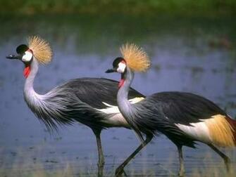Amazing Love Birds