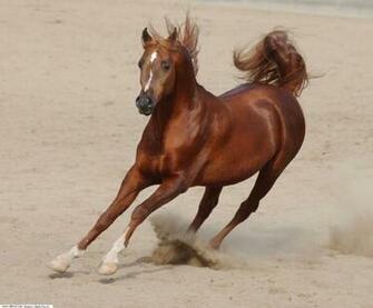 Horse Cool Android Wallpaper Animal High
