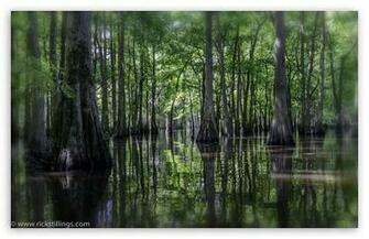Swamp Wallpaper
