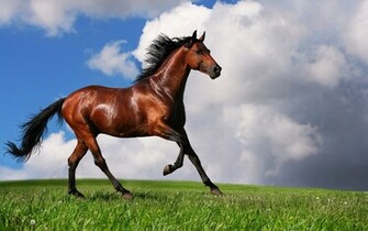 Arabian Horse Wallpaper HD Background Desktop