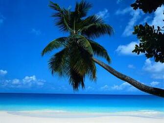 Cancun Beach Palm Tree Was Posted In September