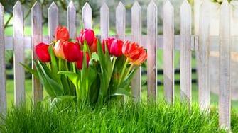 Pictures Image And Photos Spring Flowers Wallpaper X