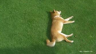 Shiba Inu Wallpaper