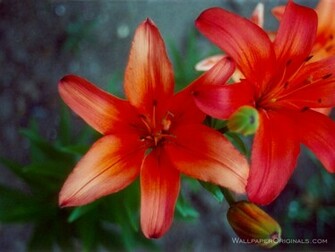 Pretty Flowers Wallpaper