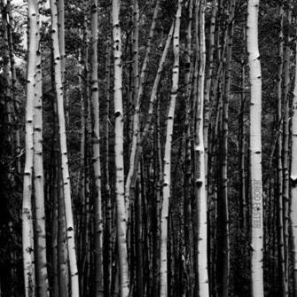 Aspen Wallpaper