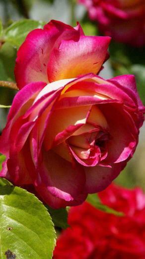 Red Rose iPhone Plus Wallpaper HD