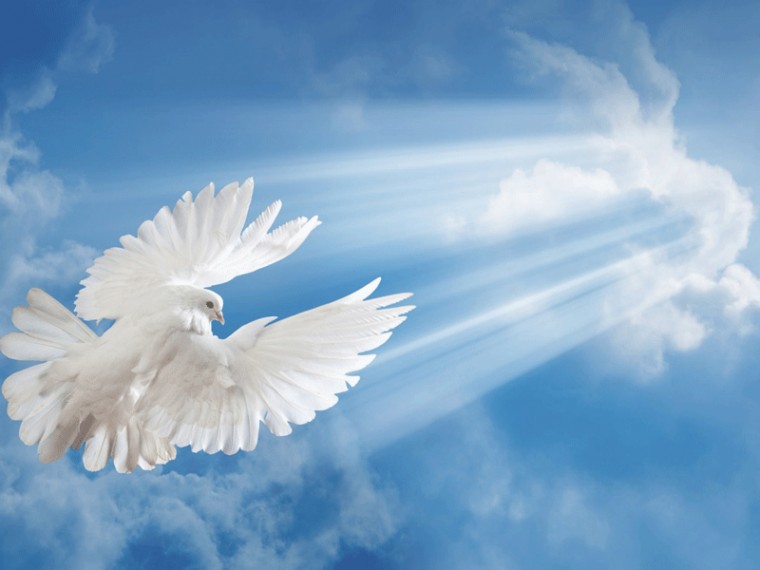 Dove Computer Wallpaper