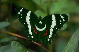14th August Pakistani Flags Wallpaper Top HD Computer And Mobile