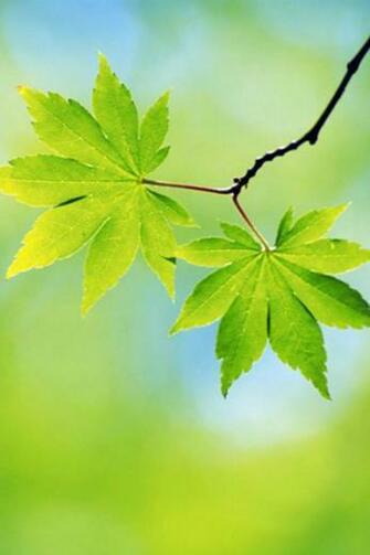 Spring Sheet iPhone Wallpaper HD