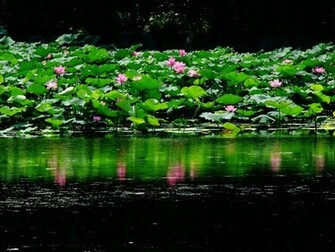 Lily Pond Wallpaper Walltor