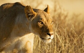 Nice One Lion Wallpaper Image Pictures Hunting